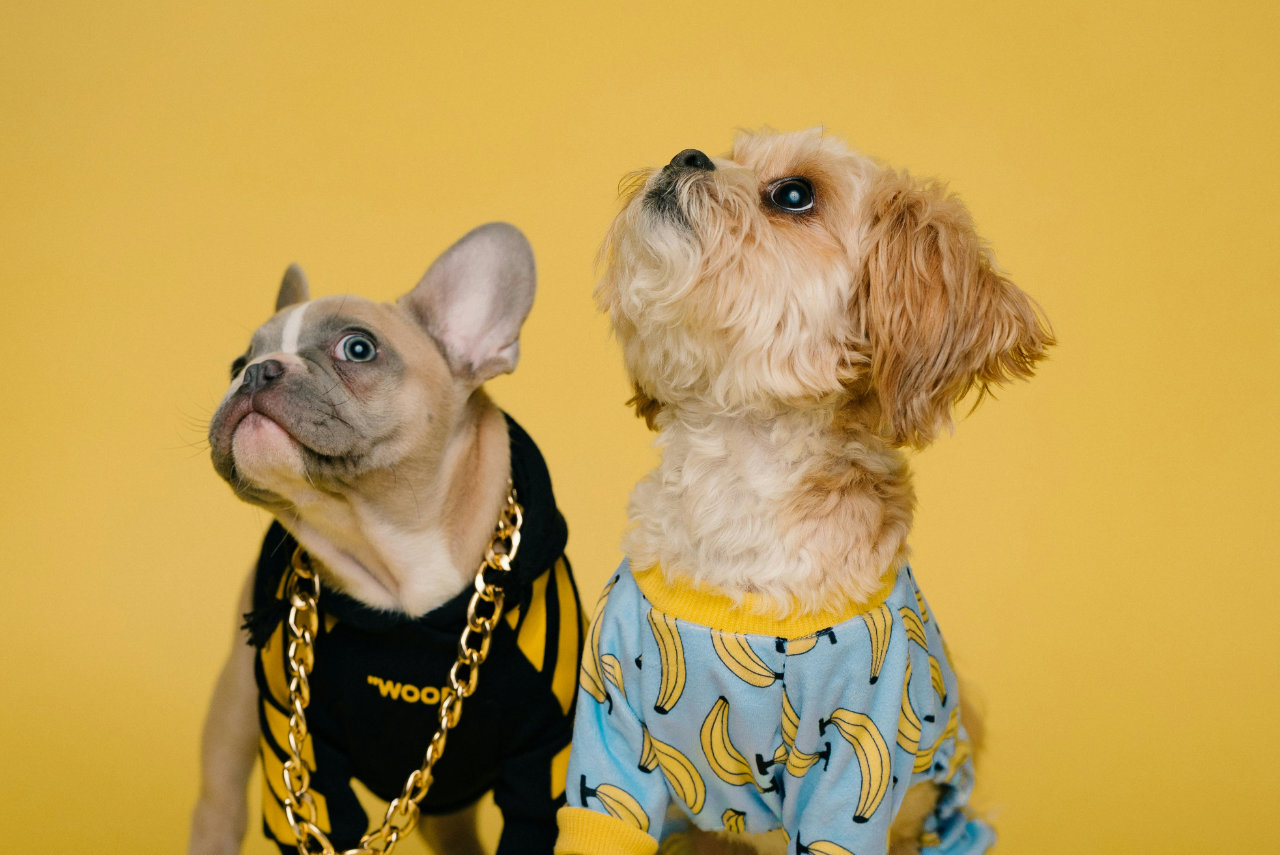 Two small dogs dressed in colorful outfits, one wearing a banana-print pajama and the other in a black hoodie with a gold chain, posing against a yellow background.