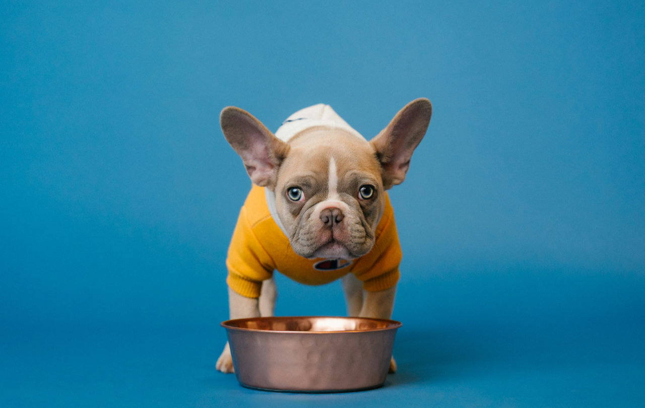 French Bulldog wearing a yellow sweater standing in front of a copper food bowl.