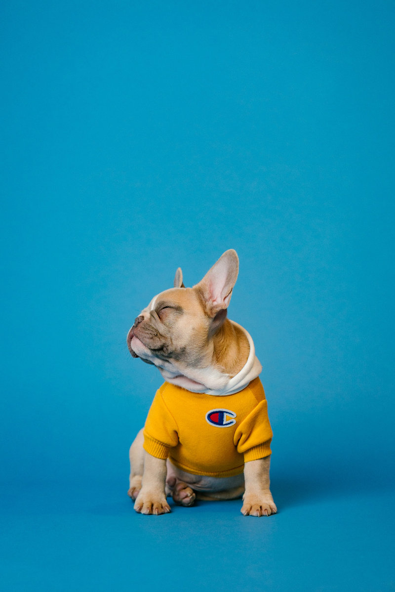 French Bulldog in yellow hoodie sitting against blue backdrop.